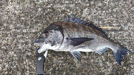 チヌ　ルアーゲーム